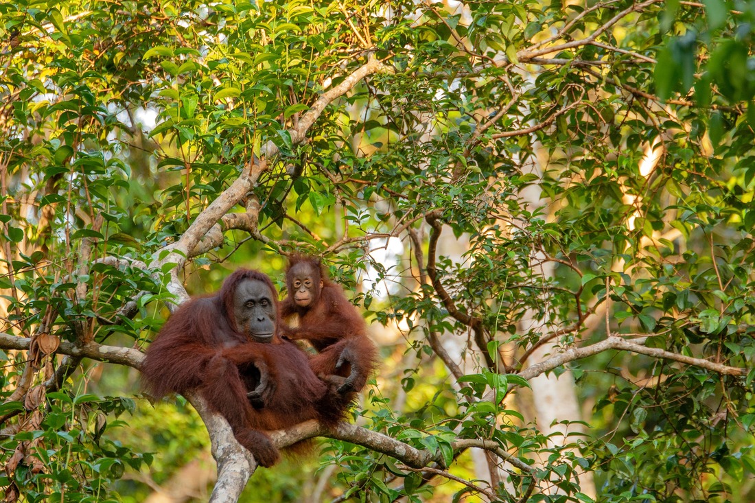 Madre y cría orangután @E-Smile. Pixabay